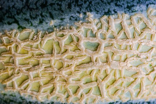 Textured fresh and ripe cantaloupe melons on concrete background