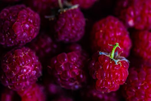 Close up of ripe raspberries as a food background