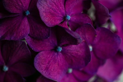 Close up of purple hydrangea flowers