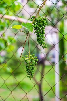 Unripe grape fruits on the vine in summer garden