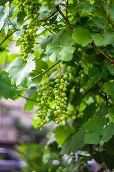 Unripe grape fruits on the vine in summer garden
