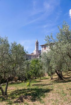 Olive trees in Assisi village in Umbria region, Italy. The town is famous for the most important Italian St. Francis Basilica (Basilica di San Francesco)