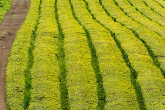 Gorreana Tea Plantation in Sao Miguel Island, Azores, Portugal. Tea fields surrounded by green landscape. Overcast sky. Tea cultivation. Atlantic ocean in the background.