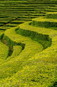 Gorreana Tea Plantation in Sao Miguel Island, Azores, Portugal. Tea fields surrounded by green landscape. Overcast sky. Tea cultivation. Atlantic ocean in the background.