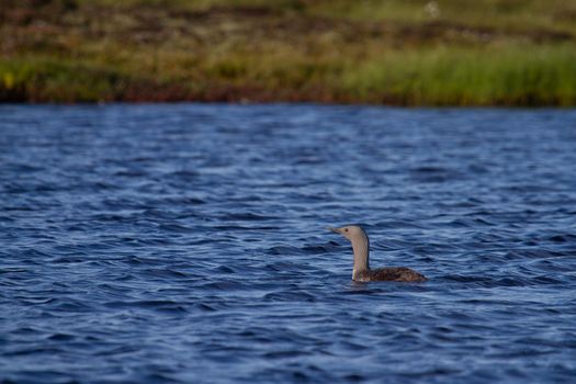 Red-throated Loon, Gavia stellata, swimming blue arctic waters with tundra grass in the background, near Arviat Nunavut