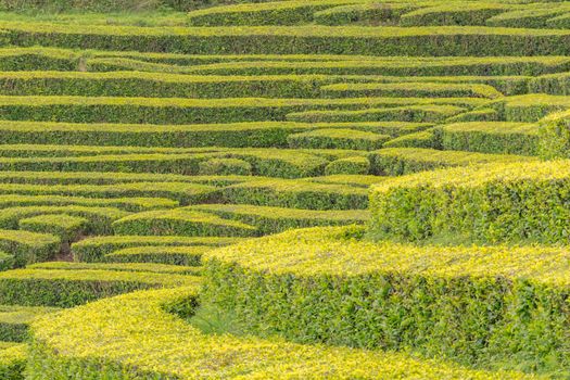 Gorreana Tea Plantation in Sao Miguel Island, Azores, Portugal. Tea fields surrounded by green landscape. Overcast sky. Tea cultivation. Atlantic ocean in the background.