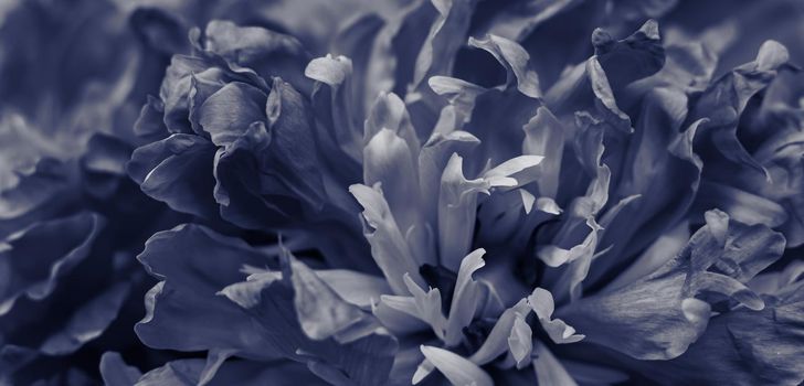 Soft focus, abstract floral background, black peony flower petals. Macro flowers backdrop for holiday brand design