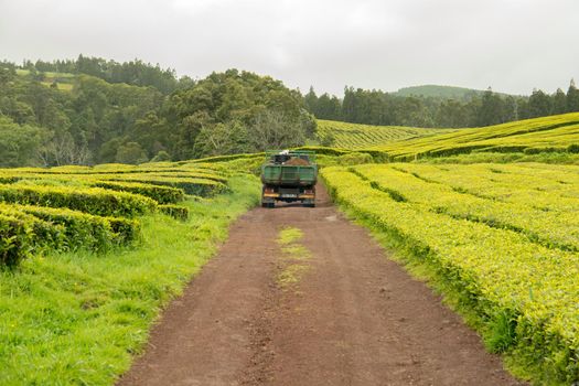 Gorreana Tea Plantation in Sao Miguel Island, Azores, Portugal. Tea fields surrounded by green landscape. Overcast sky. Tea cultivation. Atlantic ocean in the background.