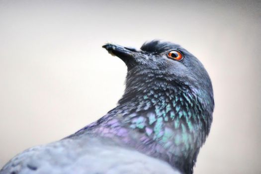 Pigeon portrait close up view