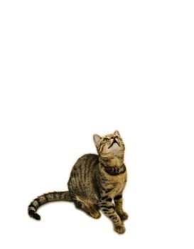 Cute cat looking up above on white isolated background. Can be used as template