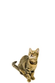 Cute cat looking up above on white isolated background. Can be used as template