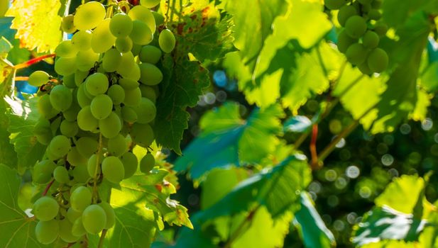 Ripe green grape in vineyard. Grapes green taste sweet growing natural. Green grape on the vine in garden. High quality photo