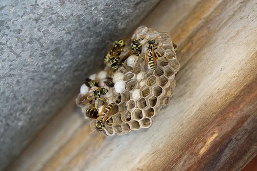 Wasp hive on home chimney close up view