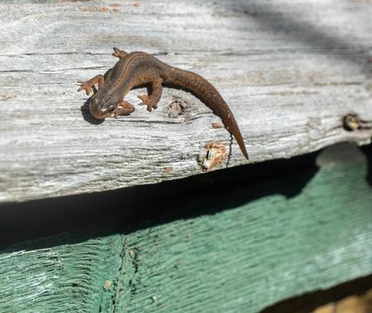 A beautiful brown lizard basks in the sun. Lies on a gray stone. High quality photo