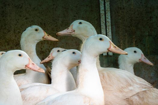 Flock of white domestic geese. Ranch duck Feeding High quality photo