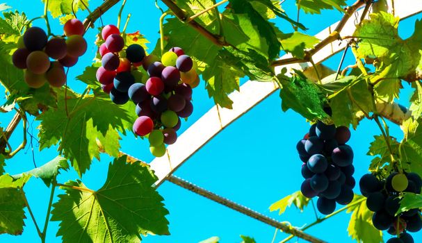 A branch of grape leaves against a clear blue sky. Copy space. . High quality photo
