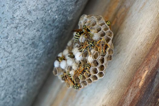 Wasp hive on home chimney close up view