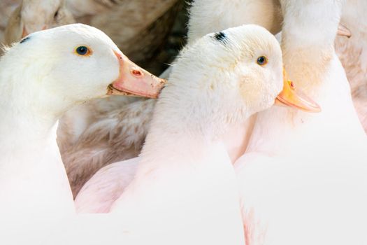 Flock of white domestic geese. Ranch duck Feeding High quality photo