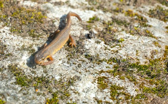 A beautiful brown lizard basks in the sun. Lies on a gray stone. High quality photo