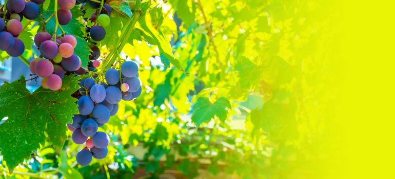 A branch of grape leaves against a clear blue sky. Copy space. . High quality photo