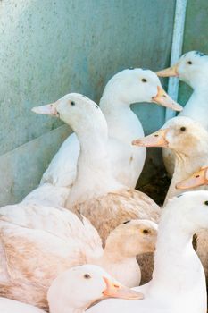 Flock of white domestic geese. Ranch duck Feeding High quality photo