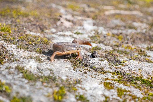 A beautiful brown lizard basks in the sun. Lies on a gray stone. High quality photo