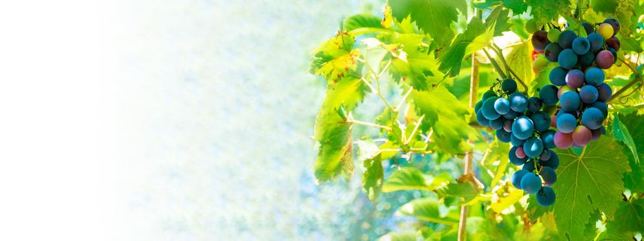 A branch of grape leaves against a clear blue sky. Copy space. . High quality photo