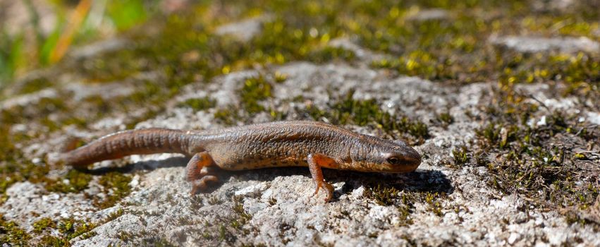 A beautiful brown lizard basks in the sun. Lies on a gray stone. High quality photo