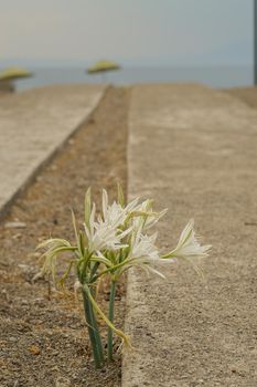 Sea Daffodil on the beach in the nature. Endemic flower under protection.