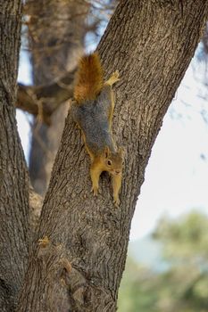 Squirrel on the tree in the nature close up view