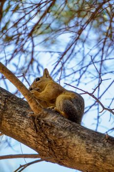 Squirrel on the tree in the nature close up view