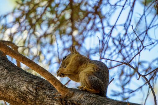 Squirrel on the tree in the nature close up view