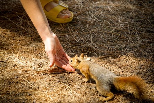 Squirrel being fed by woman hand in the nature close up view