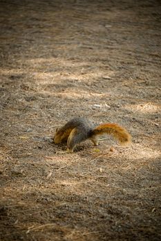 Squirrel bury food into the soil in the nature