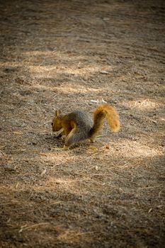 Squirrel bury food into the soil in the nature