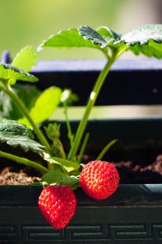 Uncultivated home bred fresh strawberries in the pot on the branches close up view in summer sun light