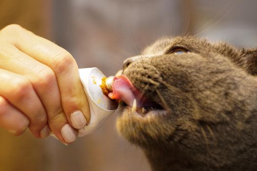 Cute scottish fold cat eating malt paste close up view