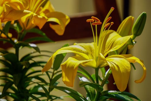 Yellow daylily close up view
