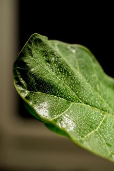 Water droplets on plant leaf close up view