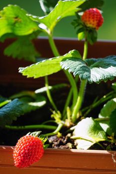 Uncultivated home bred fresh strawberries in the pot on the branches close up view in summer sun light