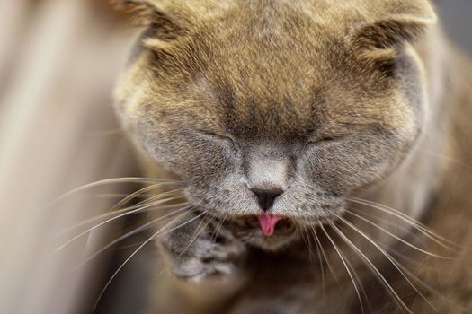 Cute scottish fold cat cleaning her fur with tongue close up view with shallow depth of field
