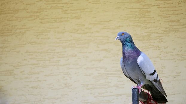 Pigeon sitting on the railing with copyspace on the side