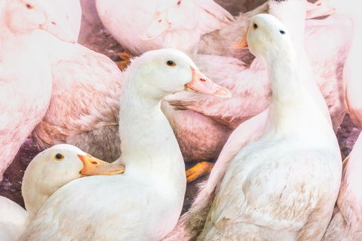 Flock of white domestic geese. Ranch duck Feeding High quality photo