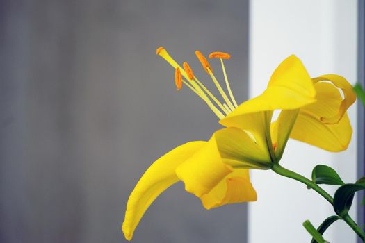 Yellow lily flower close up view