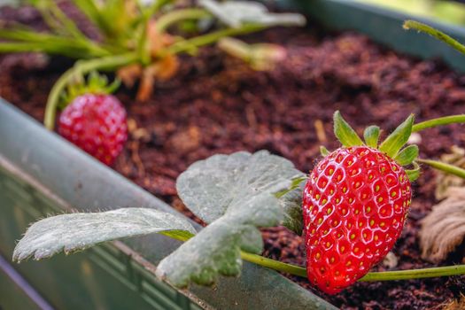 Uncultivated strawberry close up view