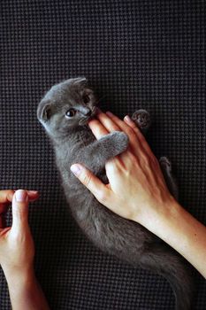 British fold kitten at home on grey couch candid images