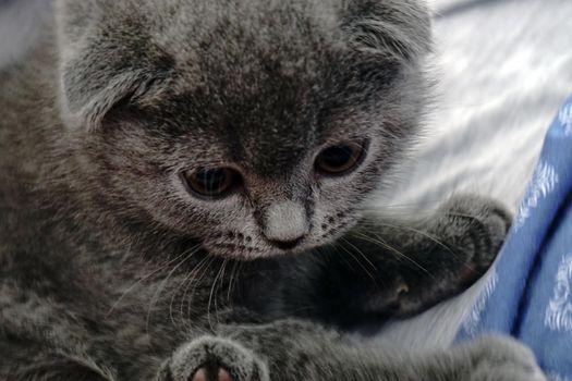 British fold kitten at home on grey couch candid images