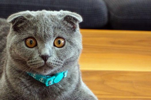 Cute scottish fold cat looking at camera close up view