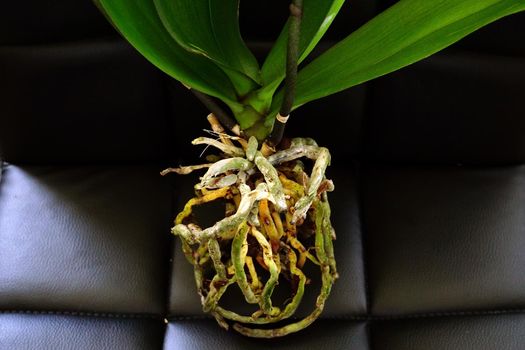 Orchid roots close up view