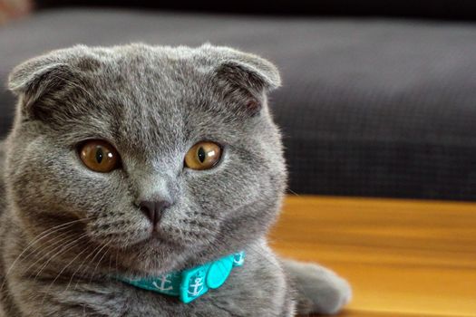 Cute scottish fold cat looking at camera close up view